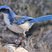Island Scrub-Jay Island Scrub-Jay
